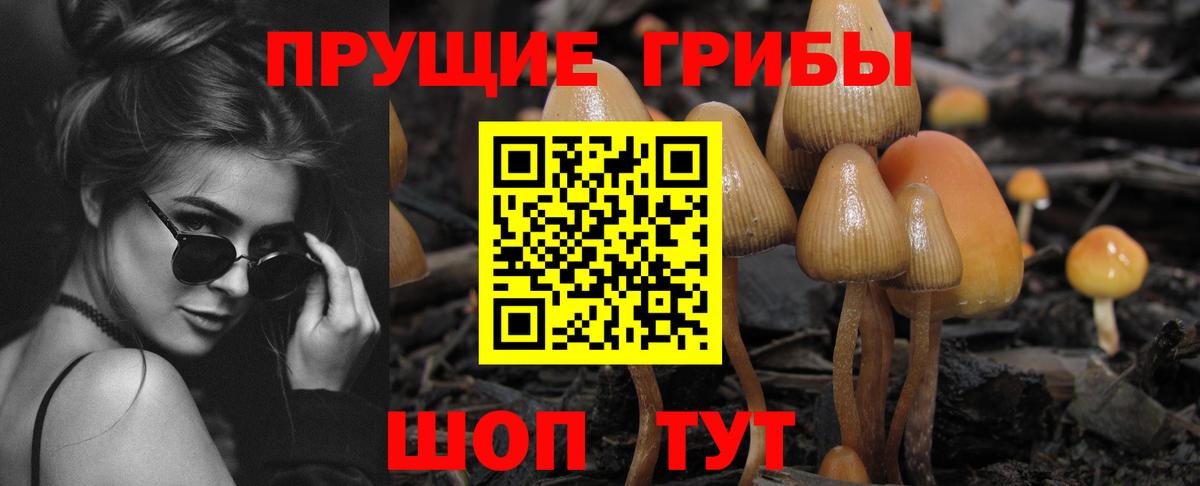 Галлюциногенные грибы Psilocybe Балтийск